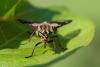 Chrysops relictus